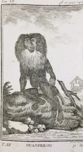 Singe Macaque Buffon 1804 Rare Gravure Ouanderou Primatologie Primate - Picture 1 of 2
