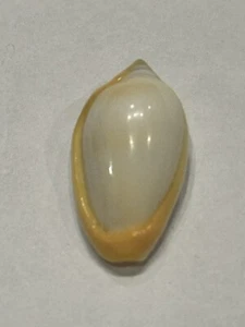 Marginellidae  Prunum Cinctum - "Encircled Marginella"20.68 mm Gem Africa - Picture 1 of 4