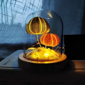 solar night light Solar Shell Lamp Sea Urchin Night Light Bedroom decoration - Picture 1 of 8