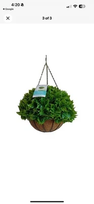 Martha Stewart Topiary Kissing Fern Basket Fall Autumn, Green - Image 1 of 4