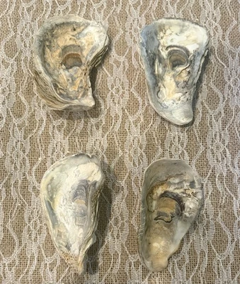 4 piezas grandes conchas de ostras ahuecadas de 5” para manualidades, artes y decoración del hogar hágalo usted mismo   Foto 1 de 2