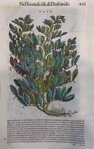 "FAVE"/"FAVA BEANS", P.A.Mattioli, original woodcut, hand watercolour, 1568 - Bild 1 von 3