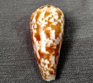 Conus Kinoshitai 55 mm F+++/GEM beautiful DARK PATTERN Specimen WOW!!!! - Picture 1 of 6