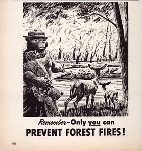 Rauchbär Druckanzeige 1954 US Forest Service Waldbrände verhindern Rehe Tiere - Bild 1 von 1