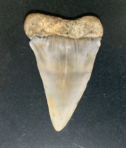 Mako Fossil Giant Shark Teeth All Natural Large 2.4” Dinosaur Tooth OBO - Picture 1 of 3