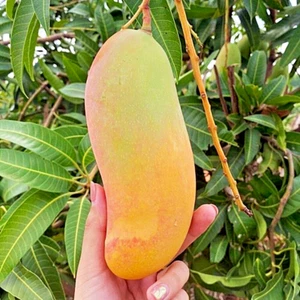 Planta injertada de mango Mahachanok árbol frutal tropical Tell 20 pulgadas - Imagen 1 de 19