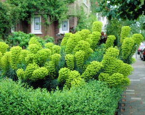 Euphorbia characias sub. Wulfenii 100 SEEDS!! - Picture 1 of 2