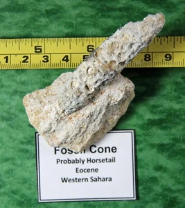 Chalcedony Fossil Horsetail Cone – Western Sahara - Picture 1 of 6