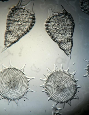 Antique microscope slide by Amos Topping. "Grouped Polycystina". - Image 1 of 3