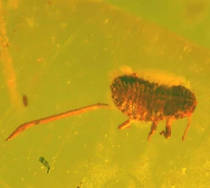 Farfalla verde fossile in vera ambra del Baltico - Foto 1 di 2