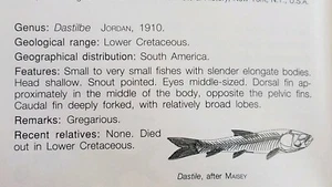 Brazil Fossil Fish Dastilbe elongatus Cretaceous Santana Formation (JUMBO SIZE)  - Picture 1 of 4