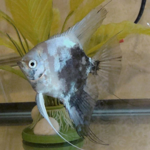 Smokey Paraiba - Image 1 of 1