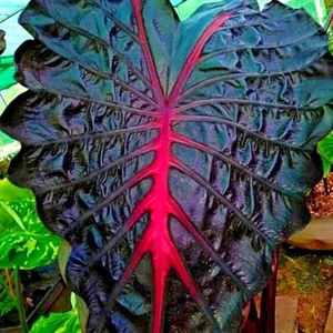 Colocasia Bombilla Viva Jubileo Nuevo Híbrido + Certificado Fitosanitario - Imagen 1 de 21