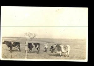 postcard Cows in a field,  RPPC real picture (P-1-O) - Picture 1 of 2