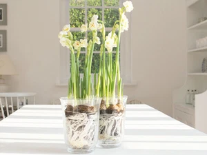 DE COLECCIÓN PLANTADORA DE VIDRIO DE FIESTA LINTERNA JARRÓN DE FLORES BODA DECORACIÓN DEL HOGAR VALENTÍN - Imagen 1 de 8