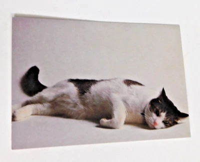 White Black Kitty Cat Missing You  Greeting Card Ambassador NOS w/envelope - Image 1 of 4