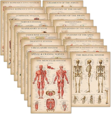 Paquete de 19 - Carteles de anatomía vintage - Laminados - Musculares, esqueléticos, digestivos, R Foto 1 de 4