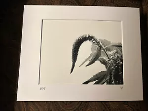 Signed Monochrome Fine Art Photo 1/1 Flora Print 8x12 Matted Black & White - Picture 1 of 3