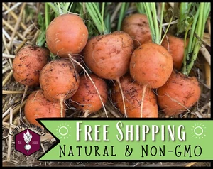 3,600+ Carrot Seeds [Parisian] Heirloom Vegetable Gardening Seed Packet, Non-GMO - Picture 1 of 10