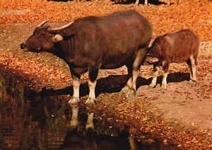 Indian Buffalo Calf Vintage Postcard BP11 - Picture 1 of 2