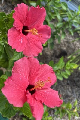 🌺7 Starter Cuttings 8-10” Red/Pink Tropical hibiscus (Hibiscus rosa-sinensis) - Image 1 of 4