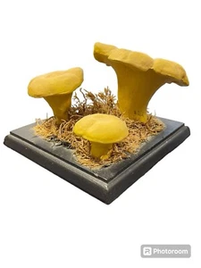 Antikes Lehrmodell Pilz Handbemalt Ca. 1900/30 Pfifferling ? Somso ? - Bild 1 von 10