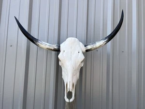 LONGHORN STEER SKULL 34 1/4 Inch WIDE POLISHED BULL HORN MOUNTED COW HEAD - Picture 1 of 3