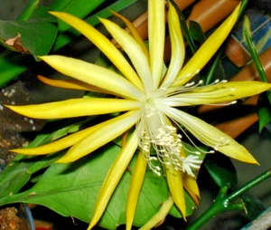 EPIPHYLLUM FRUHLINGS GOLD - Picture 1 of 2