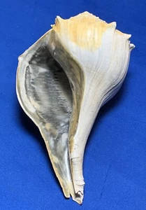 Rare Colors! 6” Florida Fossilized  Pleistocene Era “Sinistrofulgur Sinostrum”￼ - Picture 1 of 11