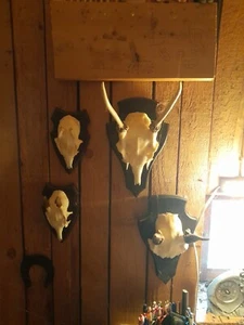 Jagd Gehörn Trophäen Raritäten Geweihe Konvolut Sammlung Dekoration - Bild 1 von 4