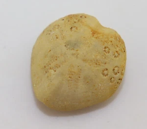 Seeigel, Lovenia sp., Tertiär, Miozän, Petersborough, Victoria, Australien-L148 - Picture 1 of 5