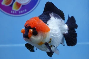 Tricolor Candy Corn Oranda Female Goldfish - Picture 1 of 8