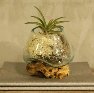 Tazón pequeño de vidrio fundido hecho a mano planta rústica maceta raíz gamal madera - Imagen 1 de 5
