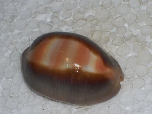 CYPRAEA VENTRICULUS WOOOOOOOW - Picture 1 of 2