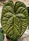 Bardzo ładne półki anturium x Luxurians - Ustalona roślina - H96