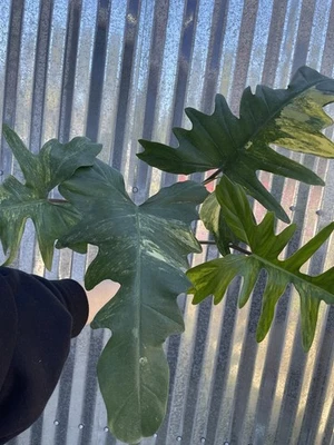 #12 Philodendron Florida Beauty Variegated x Mayoii New Hybrid Plant 4” Pot - Image 1 of 4