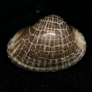 Fósil PELECPODA áspero de almeja bivalvia pulida natural 20 gr - Imagen 1 de 5