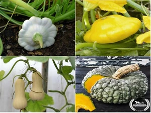 x4 Mix Squash Plug Plants 4 Varieties (No Tags) - Ready now - Picture 1 of 2
