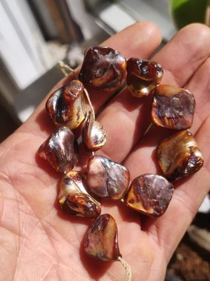 11x Paula Muschel Natürlich Strang Bastel Schmuck Armbänder  - Bild 1 von 4