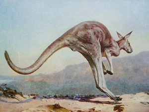 c1906 Original Zoologiedruck DAS GROSSE KÄNGURU lebende Tiere - Bild 1 von 3