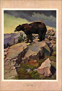 1946 Estampado Vintage Oso Negro Caza Caza Juego Osos Montaña Bosque Árbol Roca - Imagen 1 de 3