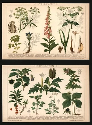 Lithographie anno 1896 - 2 x Giftpflanzen Tollkirsche Herbstzeitlose Fingerhut - Bild 1 von 2