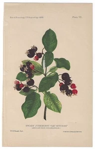 1888 Dwarf Juneberry Hand Colored Print Wm. H. Prestele, A. Hoen Lith Baltimore - Picture 1 of 1