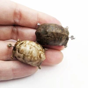 Tortoise Skeleton - 1:12 scale miniature for tabletop oddities (1 skeleton) - Picture 1 of 8