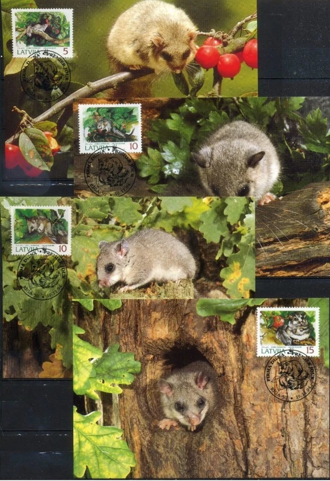 Latvia 1994  ☀ W.W.F. - Fauna / Mammals - Edible Dormouse ☀ 4x Maximum card - Image 1 of 1