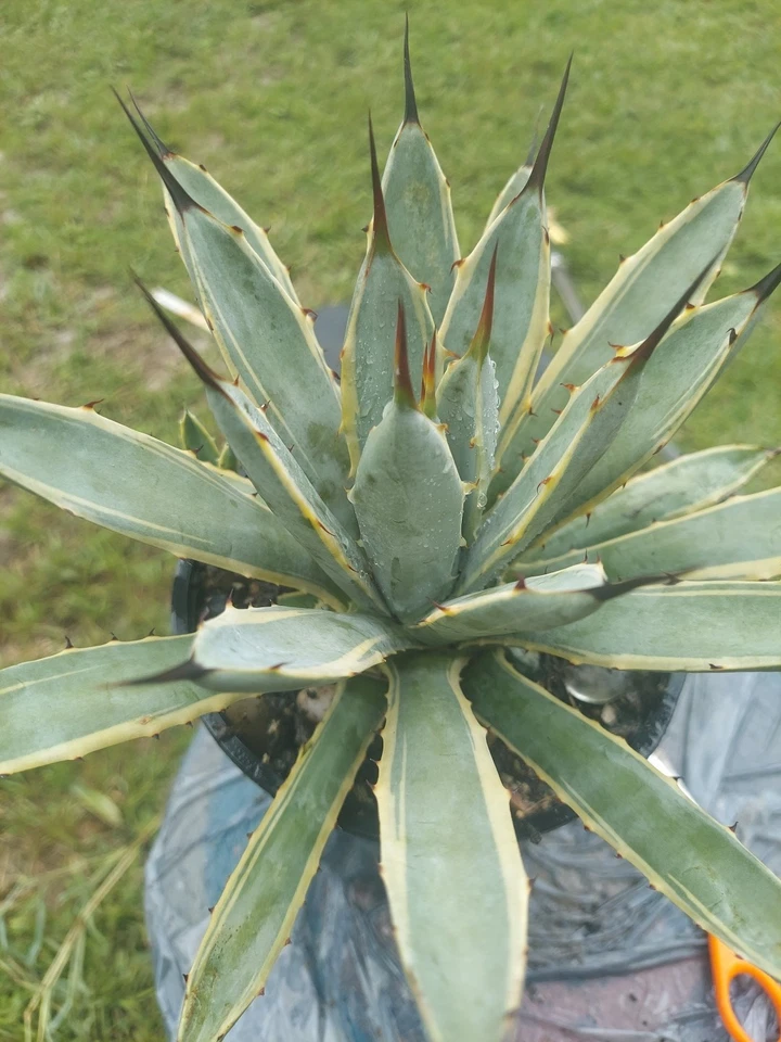 Agave Macroacantha F Variegated ( Blue Ribbon ) - Image 1 of 2