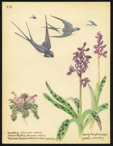 Edith Holden BIRDS and FLOWERS vintage repro 1906 watercolor botanical print - Picture 1 of 3