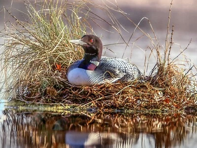Great Northern Diver (Common Loon) - WI  Loon - Spooner, WI by Jay Rasmussen - Image 1 of 4