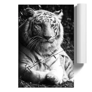 White Tiger Unframed Wall Art Poster Print Home Decor Living Room Bedroom - Picture 1 of 4