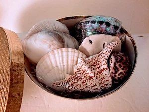 Geschenkbox mit sieben schönen Muscheln - Bild 1 von 5
